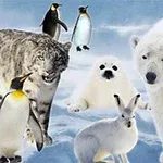 Flere arktiske dyr, herunder en isbjørn, sneleopard, sæl, hare og pingviner, står på en snedækket baggrund
