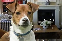 Find de skjulte hunde i huset